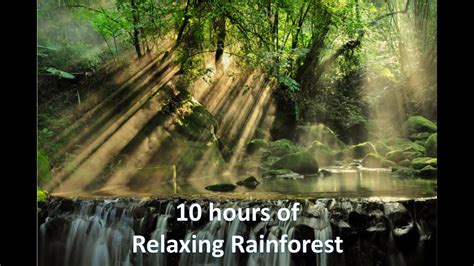 Relaxing Rainforest Sounds And Music To Fall Asleep To Youtube