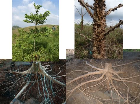 Tropical Tree Roots Represent An Underappreciated Carbon Pool