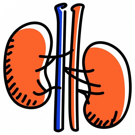 Renal Kidneys Organ Human Kidneys Anatomy Icon Download On Iconfinder