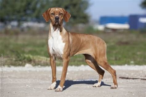 Ariege Pointer Dog Breed Information And Pictures Dog Breeds A Z