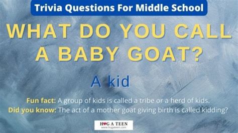300 Fun Middle School Trivia Questions With Answers