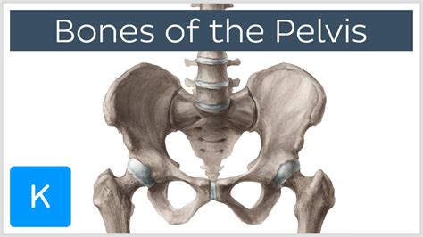 Pelvis And Leg Bone Diagram Because Standing Is Not Always Easy How