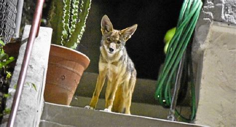 City Council Approves Non Lethal Solutions To Address Coyote Concerns