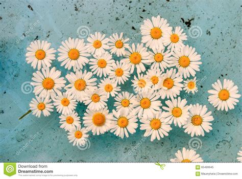 Flower Floating In Water Stock Image Image Of Daisy 65499945