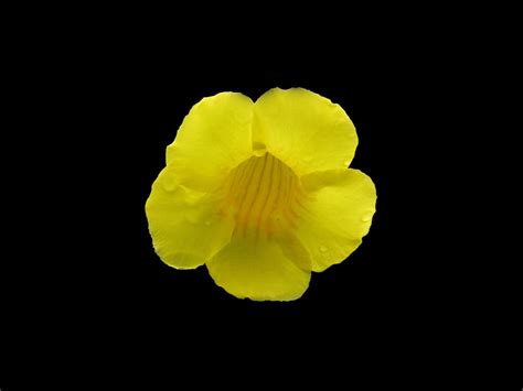 Yellow Flower Free Stock Photo Public Domain Pictures