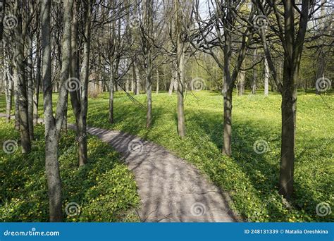 Tree Alley With Curved Path In The Park In Sunny Day Stock Image