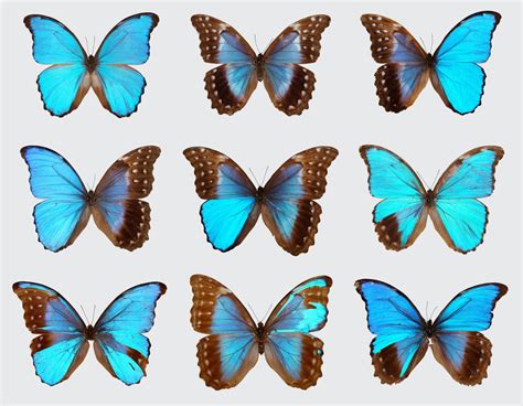 Blue Morpho Butterfly 15 Less Known Facts 2023