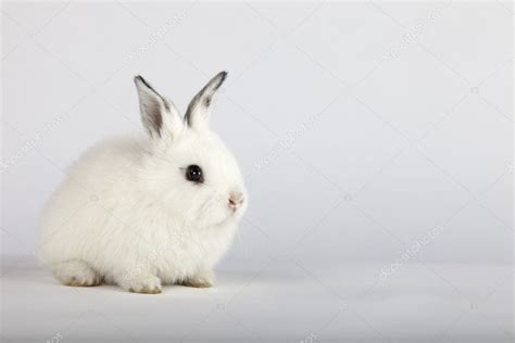 White Baby Rabbits