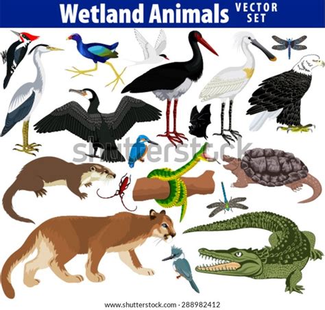 Vector Set Wetland Animals เวกเตอร์สต็อก ปลอดค่าลิขสิทธิ์ 288982412