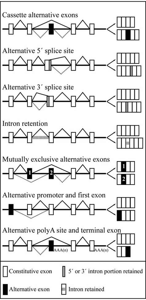 different types of possible alternative splicing processes modified download scientific