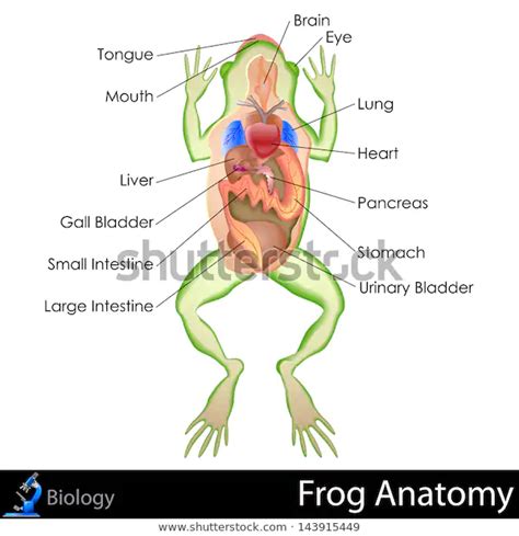 Easy Edit Vector Illustration Frog Anatomy Stock Vector Royalty Free
