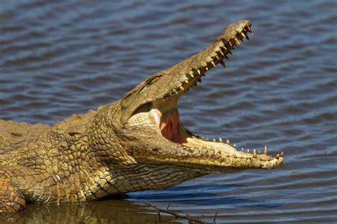 Crocodiles Wild Animals News And Facts