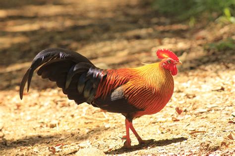 Sri Lanka Junglefowl Jetwing Eco