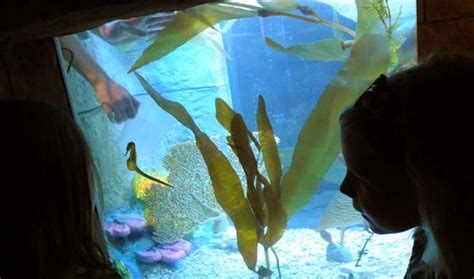 Underwater Adventures Aquarium At The Mall Of America Celebrates