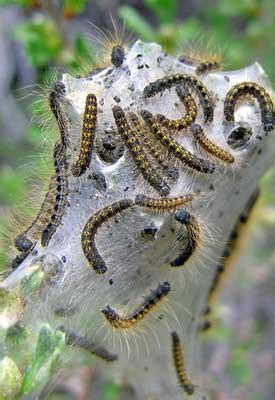 How To Control Tent Caterpillars Planet Natural