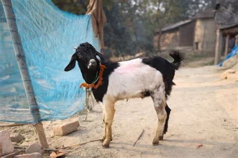 Black Bengal Goat Breeding 5 Years At Rs 10000piece In Muzaffarpur