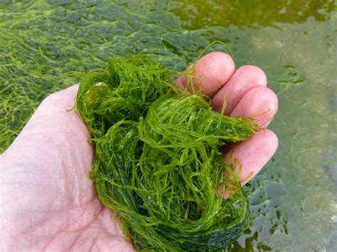 Natural Seaweed Salt In Cornwall Wild Walks South West