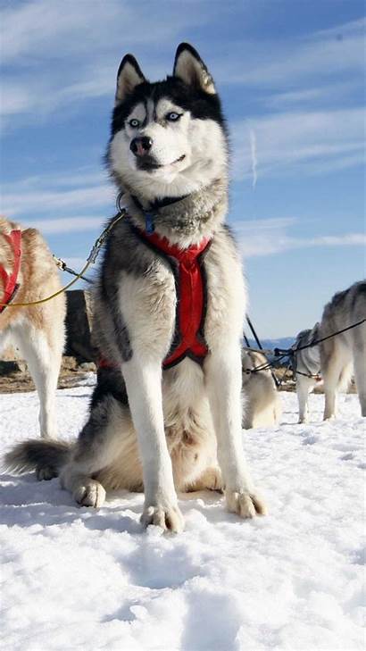 Iphone Alaska Husky Snow Dog Wallpapers Dogs