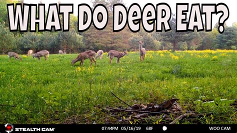 Best Food For Deer What Do Whitetail Deer Like To Eat Youtube