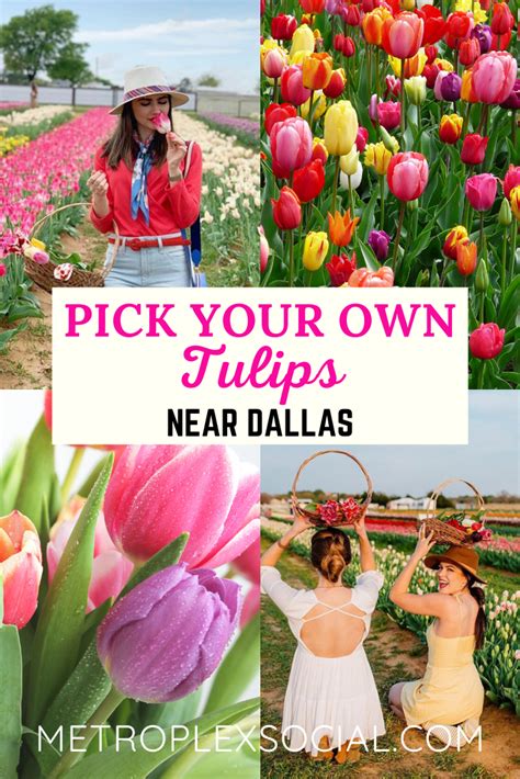 Texas Tulips Lets You Pick Your Own Bouquet At This Farm Near Dallas