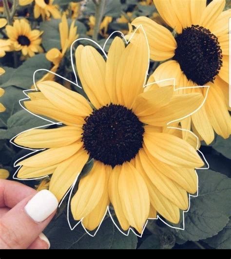 92 Aesthetic Pic Of Sunflowers Iwannafile