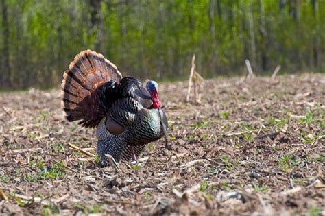 Bonus Harvest Authorizations For Spring Turkey Season Available