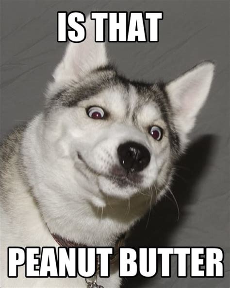 30 Best Husky Jokes The Internets Best Puns And Memes
