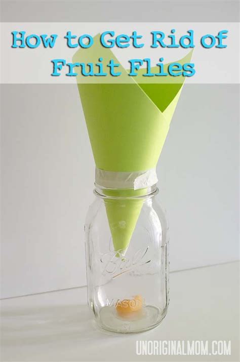 Flypapers are coated with a sweet fragrant to which flies get attracted. 7 best Fruit Flies images on Pinterest