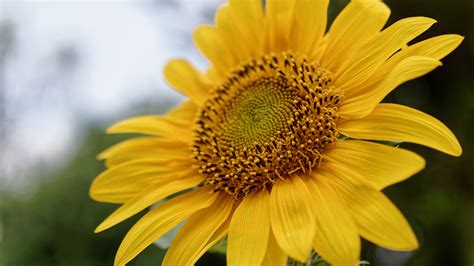 Wallpaper Flowers Nature Plants Field Yellow Pollen Sunflowers