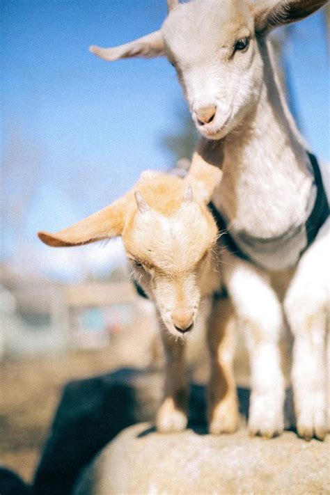 Celebrity Goat Retreat Goats Of Anarchy Cute Goats Goats Goat Farming