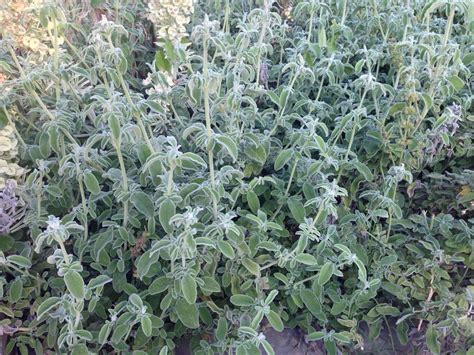 Photo Of The Entire Plant Of Greek Sage Salvia Fruticosa Posted By