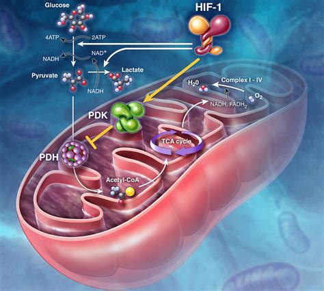This means we will start to include some provision for the hif in HIF-1 Inhibition of Mitochondria and Cell Metabolism - Art ...