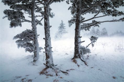 Pine Trees Winter Nature Mist Trees Outdoors Plants Snow Cold