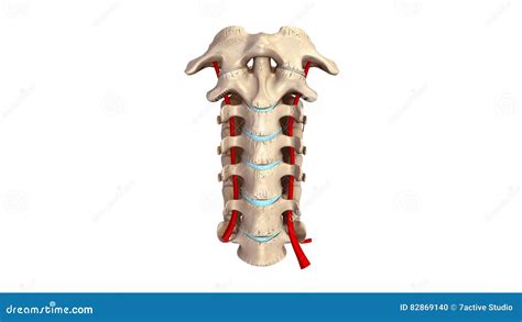 Cervical Spine With Arteries Anterior View Stock Illustration