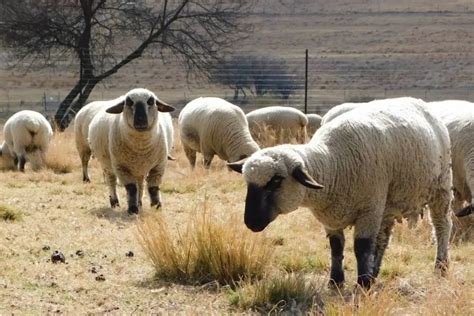 Best Meat Sheep Breeds List Definitive Guide Sheepcaretaker