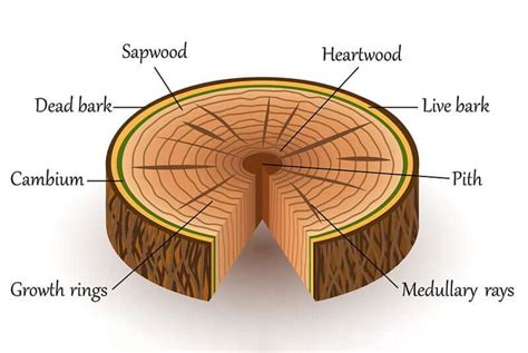 Parts Of A Tree Trunk Anatomy And Function