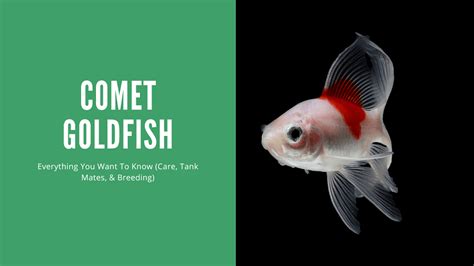 Comet Goldfish A Complete Care Guide Aquariumstoredepot