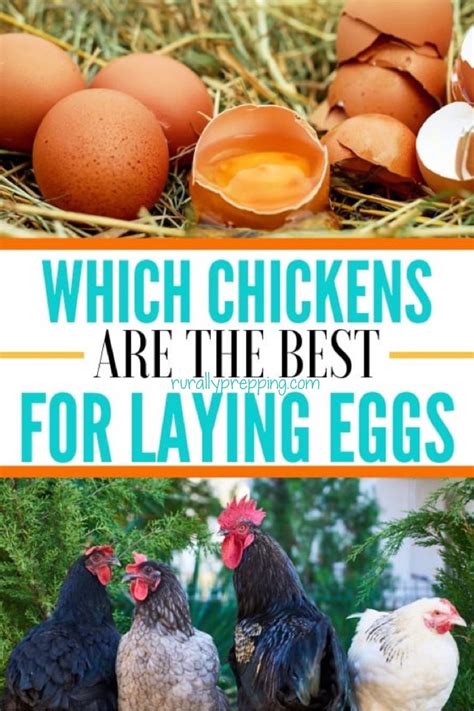 Interested In Raising Chickens But Not Sure Which Chickens Are The Best