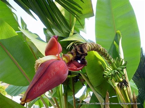 The scientific names of most cultivated bananas are musa acuminata, musa balbisiana, and musa × paradisiaca for the hybrid musa acuminata × m. My Tropical Plants Finder: Common Banana Flower