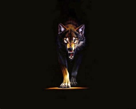 Black Wolf Hd Wallpapers 1080p Wolf Background Images