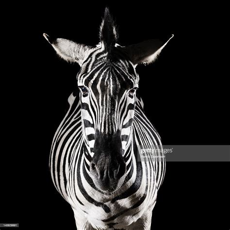 Zebra Front View High Res Stock Photo Getty Images