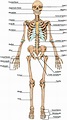 7: Structure of the skeleton. Image reproduced with permission from ...