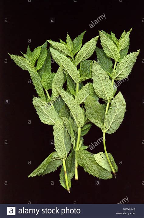 Mentha Piperita High Resolution Stock Photography And Images Alamy