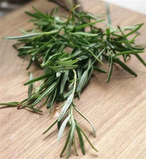 You can maintain the size of the shrub through summer with light pruning and harvesting. Pruning Rosemary - How and When to Prune Rosemary Plants ...