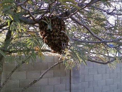 Next we will look for a few extra hints for this clue and below is the correct answer: Courtesy Pest Control - Photo Gallery