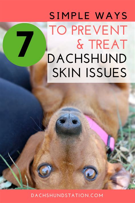 7 Simple Tricks To Prevent And Treat Dachshund Skin Issues Dachshunds