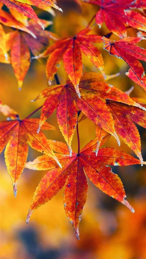 Download Wallpaper 720x1280 Leaves Maple Bright Autumn Samsung