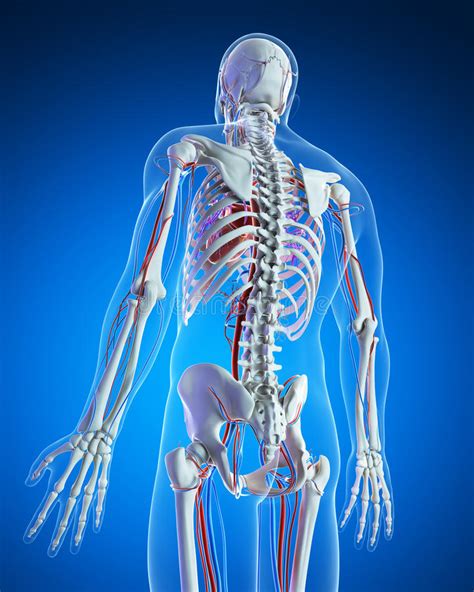 Vascular System Stock Illustration Illustration Of Bone 30723650