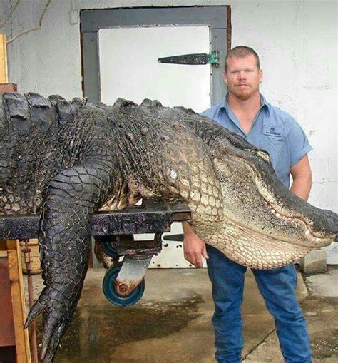 This Is A Real Gator Taken Out Of Lake Okeechobee Fl We Are Still