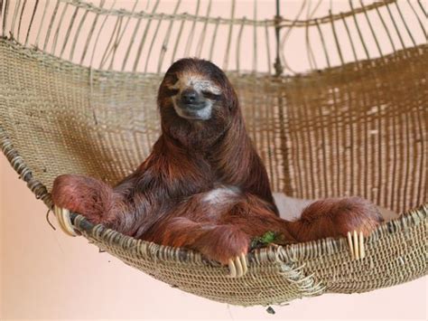 Tomorrow Is International Sloth Day The Sloth Is The Worlds Slowest